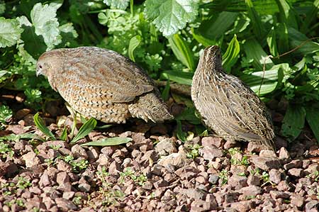 Tiri quails found to be Aussie imports - Massey University